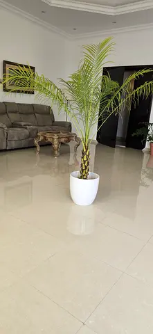 Phoenix palm with pot