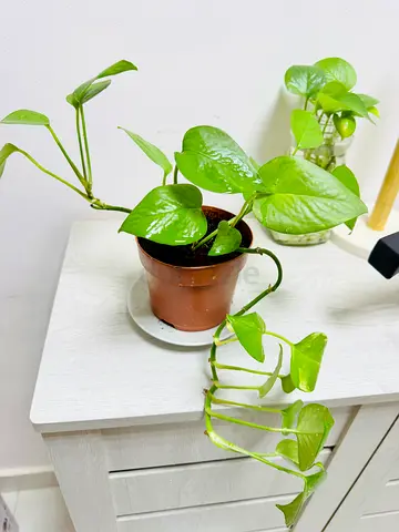 Money plant for sale