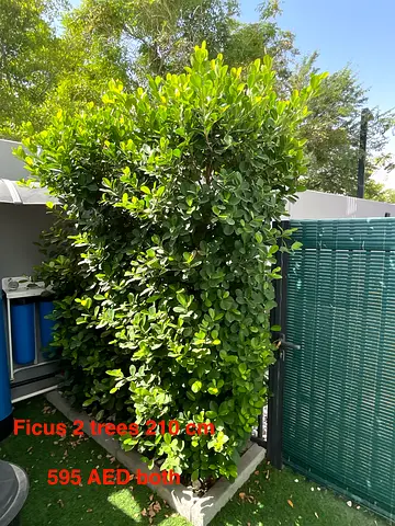 Ficus panda 2 trees