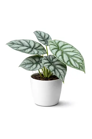 Alocasia Silver Dragon (Alocasia baginda “Silver Dragon”) – 20–30 cm | Holland | AED 145