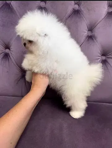 A Pomeranian is looking for a loving home