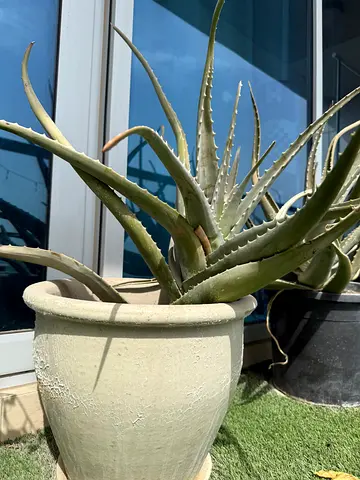 Potted Aloe Vera Plant -Large Black Pot