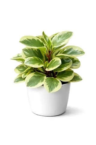 Variegated Peperomia (Variegated Baby Rubber Plant) – 25-35 cm | Holland | AED 85
