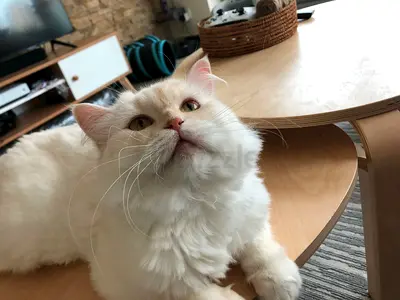 Long-Haired Adult Cats -