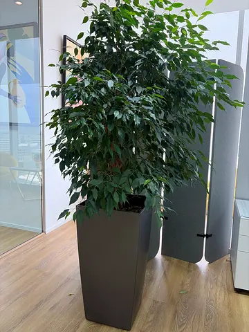 🌿 URGENT SALE | Large Indoor Plants (2+ meters) – Premium Set