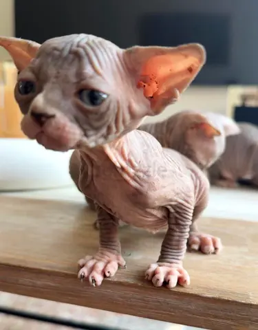 Sphinx kitten looking for a new home
