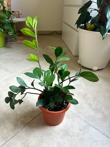 Healthy ZZ plant (Zamioculcas zamiifolia) in 12cm pot