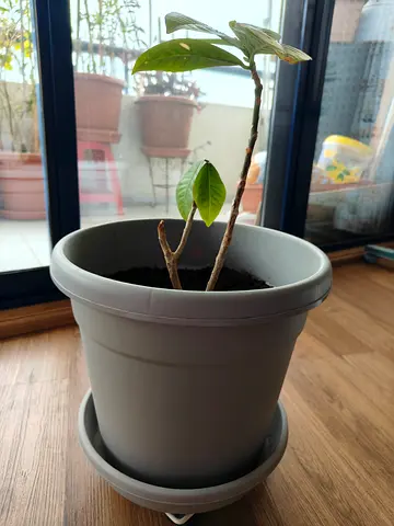 Small indoor potted plant with plastic planter and saucer