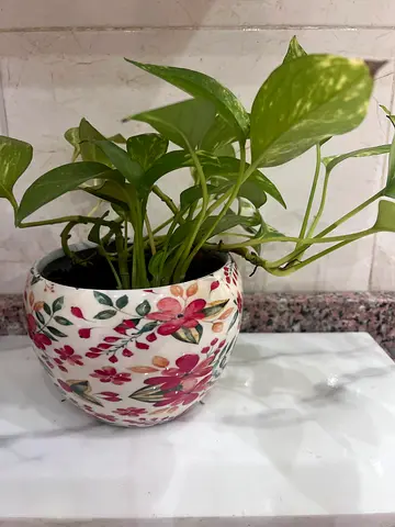 Money plant
