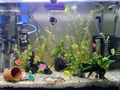 Well maintained Aquarium with fishes and all the equipments