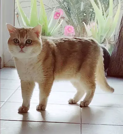 Castrated British Shorthair Male- free Adoption -