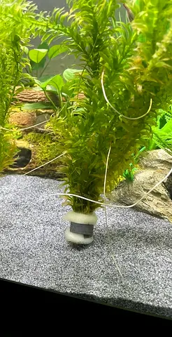 2 Live Aquarium Plant (Hornwort and elodea) - Healthy Green Stem Plant for Freshwater Tanks