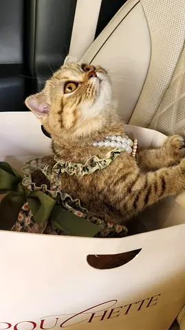 Scottish Fold and British Short-Hair Female Sisters