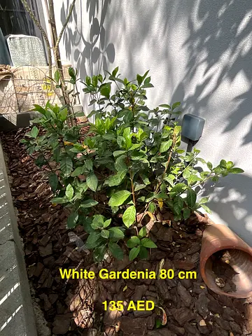 White Gardenia