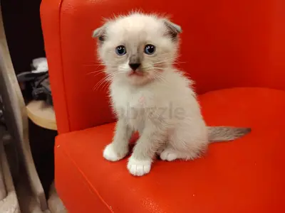 Scottish Fold 45 days old
