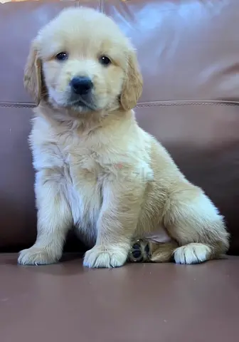 🐾 Adorable Golden Retriever Puppy Looking for a Loving Home