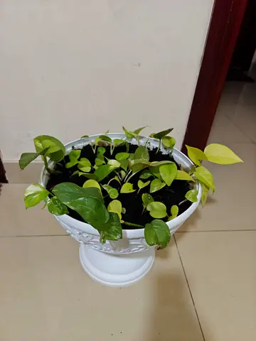 Bundle of plants