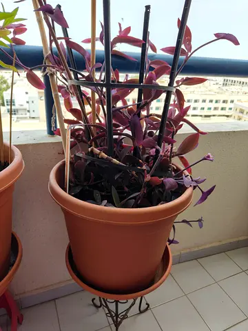Purple Tradescantia (Wandering Jew) in Large Pot