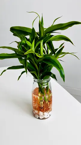 Water plant for sale