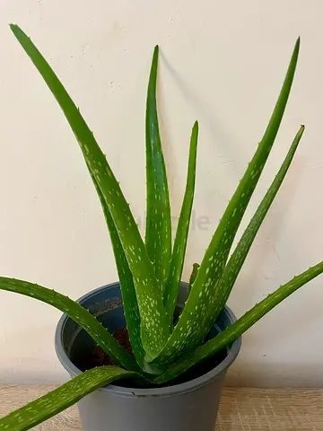 Aloe vera