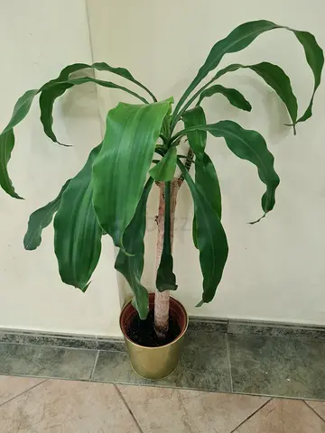 Medium Dracaena Massangeana (Corn Plant) in Pot - Healthy Indoor Plant