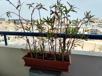 Seasonal flowering plant in long pot