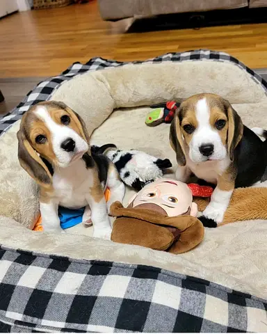 Beagle Puppies Ready