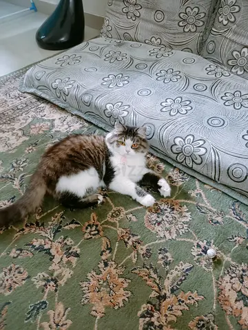 Scottish Persian Mix Cat for Free Adoption