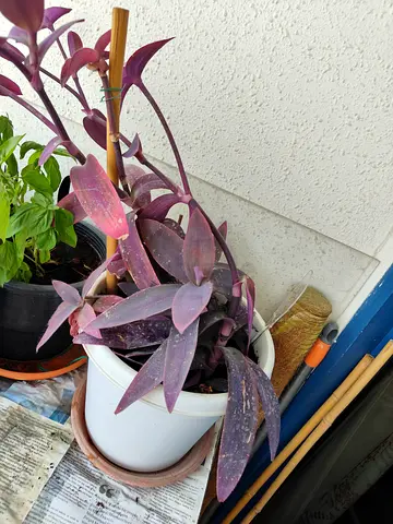 Purple Wandering Jew (Tradescantia pallida) potted plant