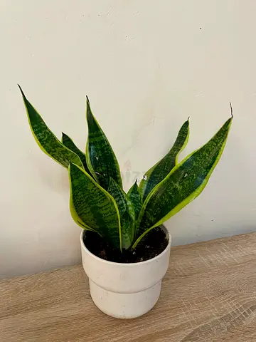 Sansevieria