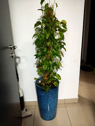 Money Plant  Ceramic Pot