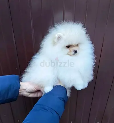 Cute Pomeranian Puppy Needs a New Home