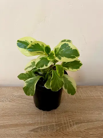 Peperomia
