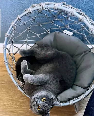 British shorthair kitten Available 😸 ♥️