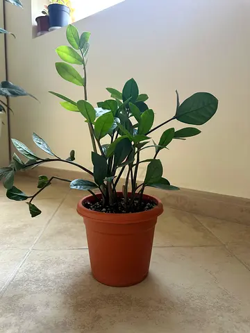 Healthy ZZ plant (Zamioculcas zamiifolia) in 12cm pot