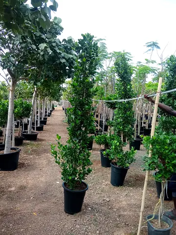 Ficus 2meter Hight