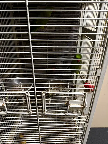 Parrot cage