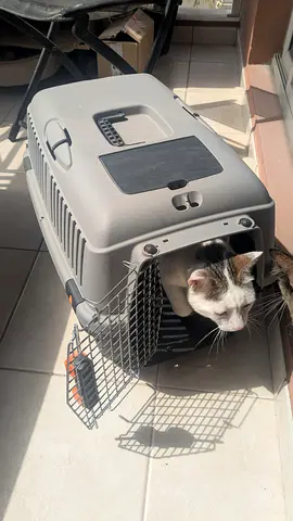 Large Cat Carrier