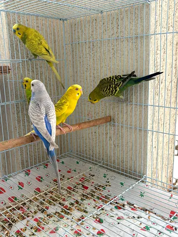 Budgies