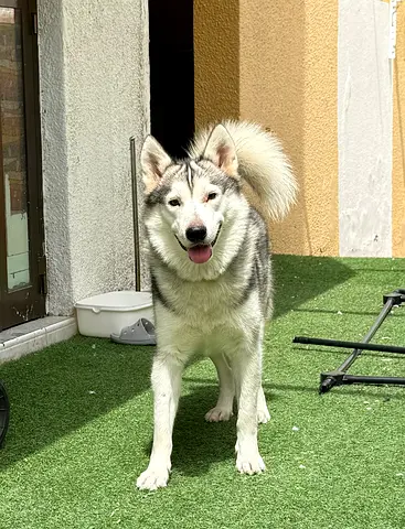 Husky