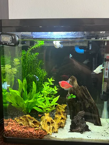 40cm Freshwater Aquarium Tank with Plants, Decorations. Urgent sale