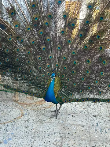 Lost Peacock at Qadisia