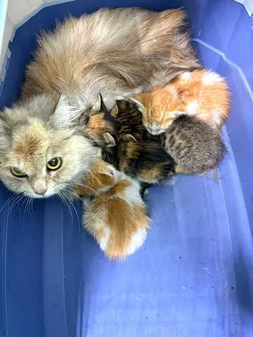 Cats for free adoption