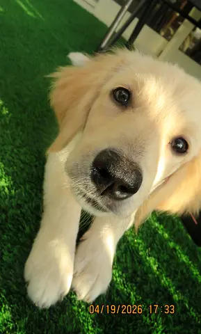 Young dog looking for new home - friendly and vaccinated