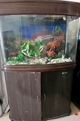 Large Curved Glass Aquarium with Wooden Cabinet - Ready to Use