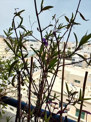 Seasonal Purple flowers plant