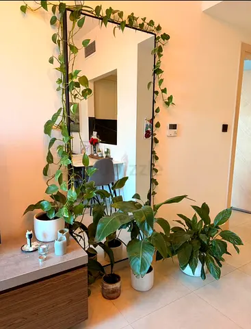 Indoor Plants