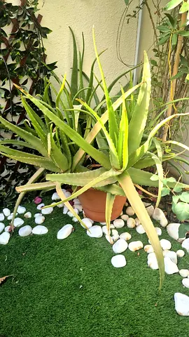 Potted Aloe Vera Plants - Healthy Outdoor Succulents and mix of different plants 🪴