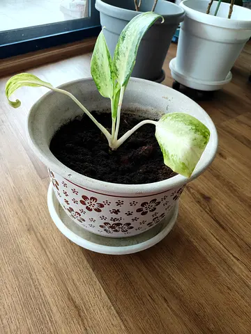 Small variegated pothos (Epipremnum) in ceramic decorative pot