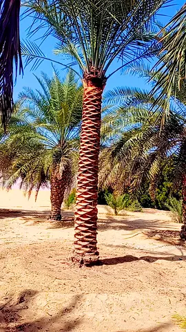 Date Palm Trees (Mature) - Selling Multiple Healthy Palms